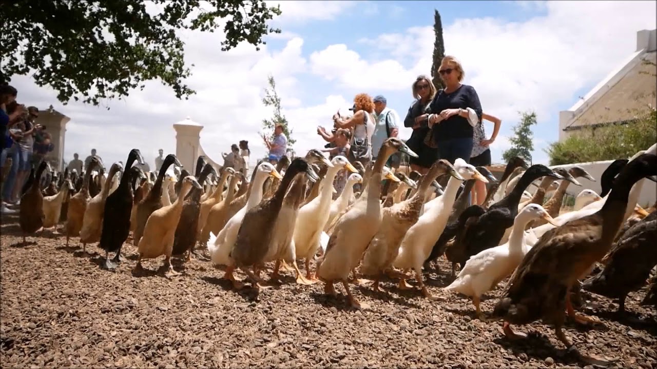 Duck Parade @ Vergenoegd in Stellenbosch