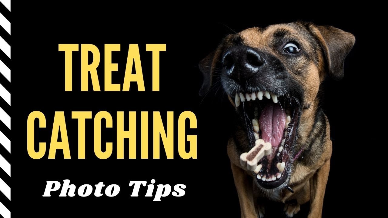 Treat Catching Tutorial | Pet Photography with Dogs