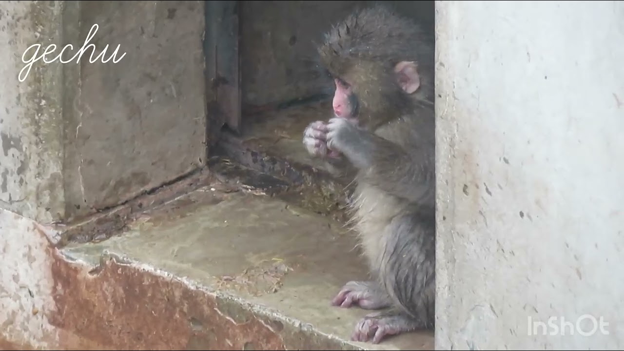 ジロジロジィー　#がんばれパンチ #punchbabymonkey 