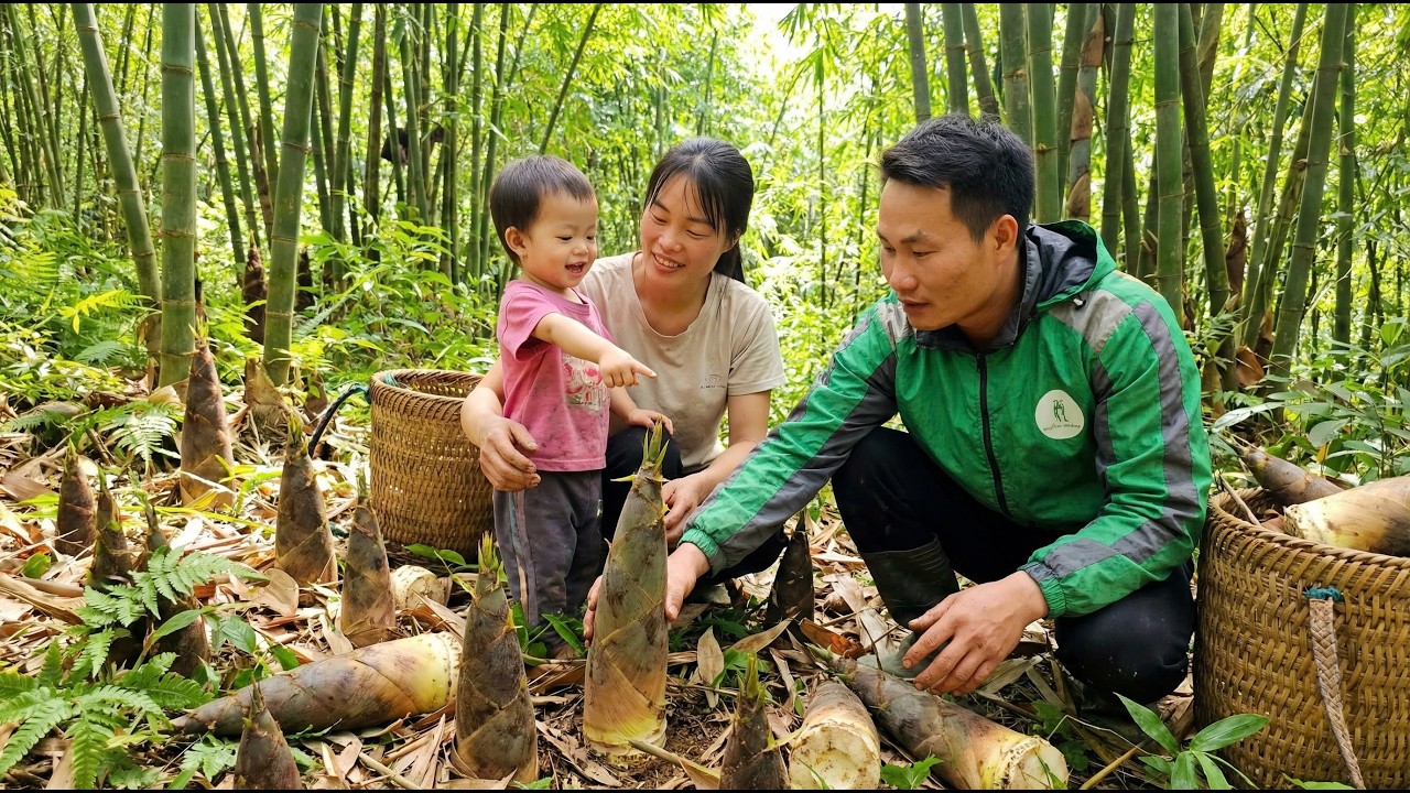 A Highland Family Harvests Bamboo Shoots, Cooks Together and Enjoys Peaceful Mountain Life