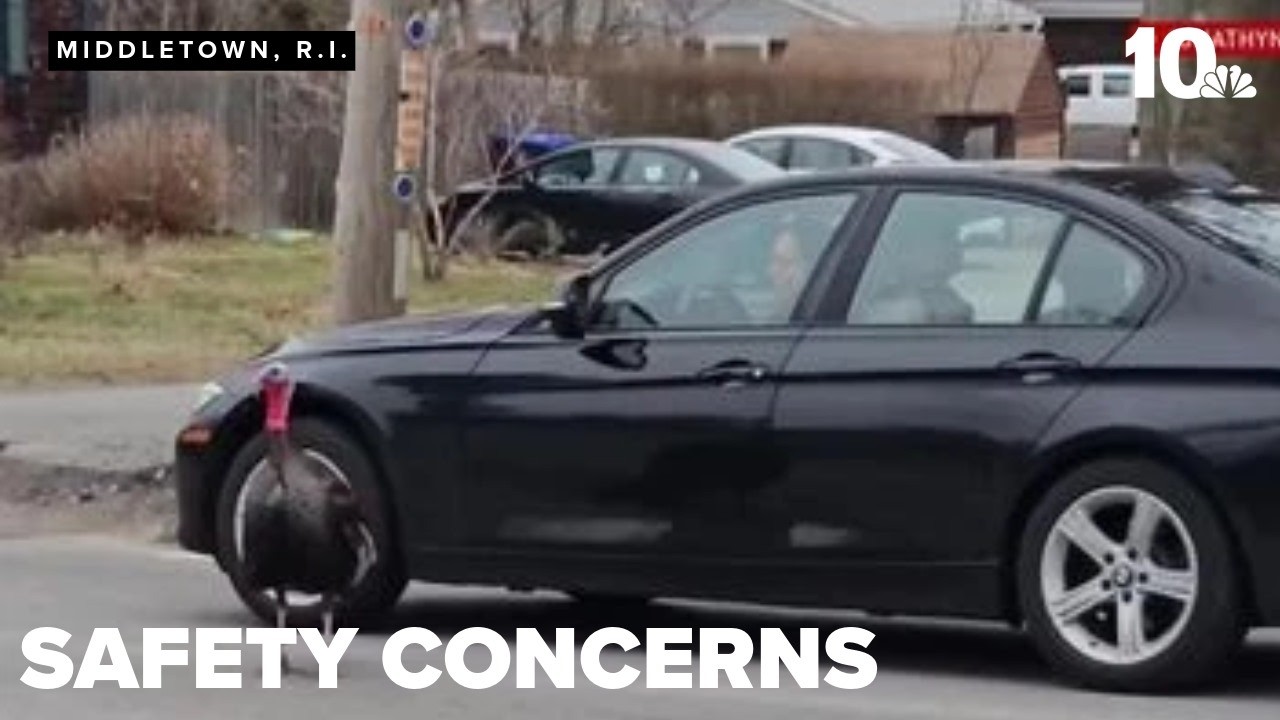 Middletown turkey spotted back near traffic, renewing safety concerns