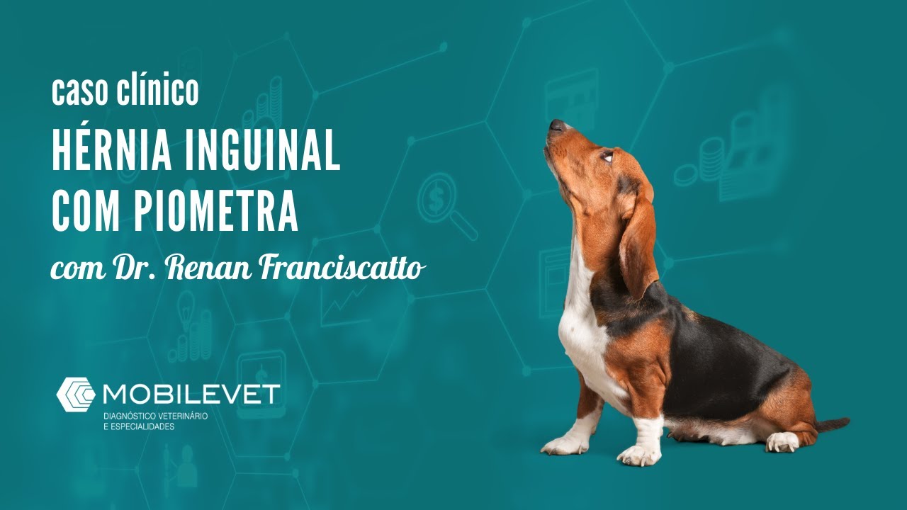 Hérnia Inguinal com Piometra  - caso clínico