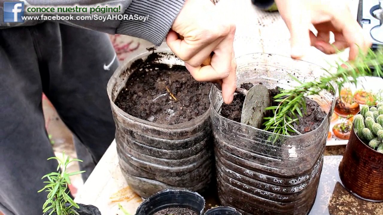 Como reproducir el Romero por esquejes - sembrar  Planta Aromática!