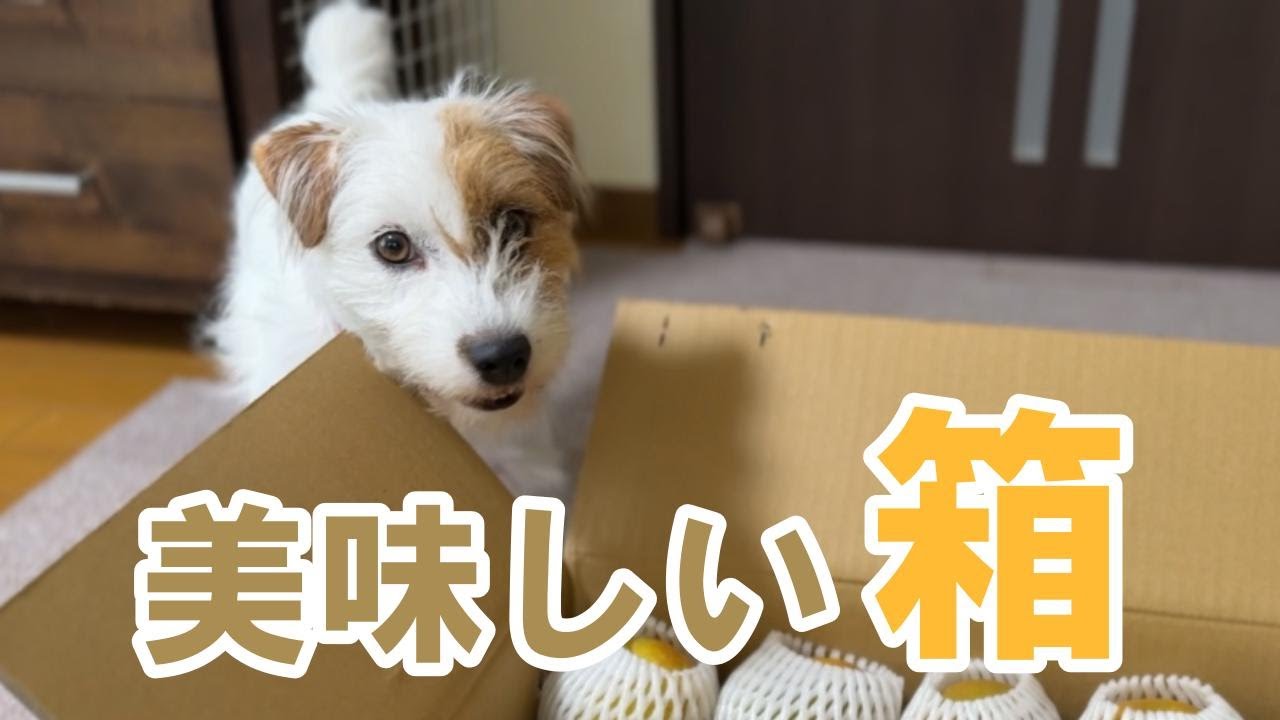 梨が美味しいことを知ってるジャックラッセルテリア