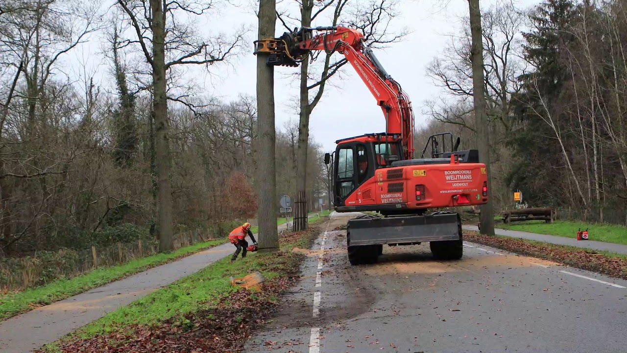 Renovatie bomenlaan Schoorstraat Udenhout Boomrooierij Weijtmans