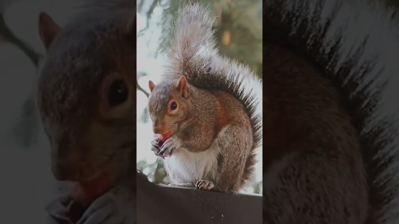 squirrel snacking (muchi)