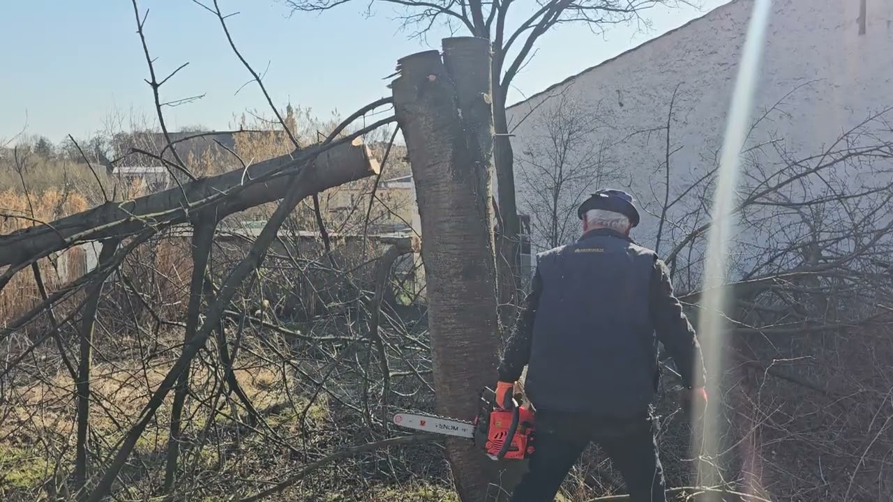 cutting down a difficult tree within the garden boundaries
