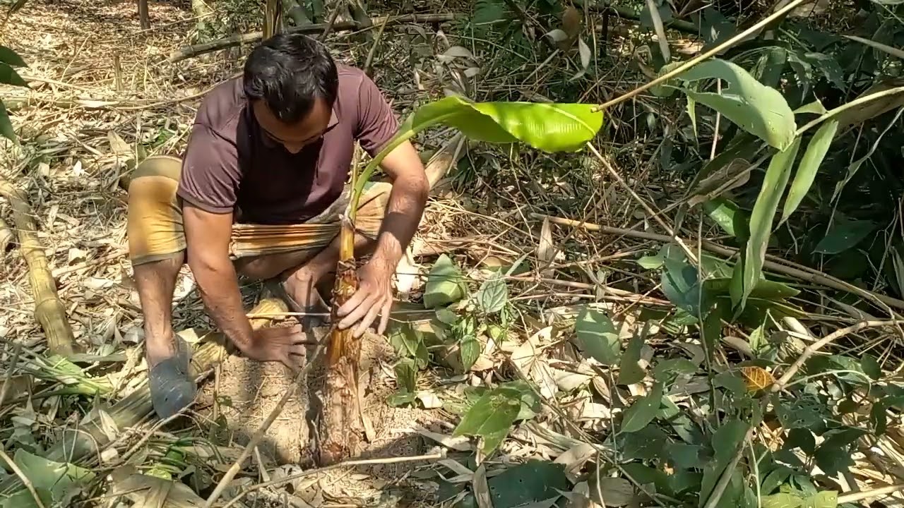 সঠিক নিয়মে কলার চারা রোপণ | বেশি ফলনের গোপন কৌশল | Banana Cultivation | Tanvir Agro Farm