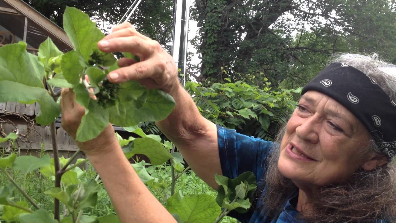 Burdock with Susun Weed
