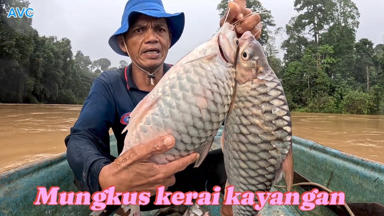 Mungkus kerai kayangan masuk sungai kenong