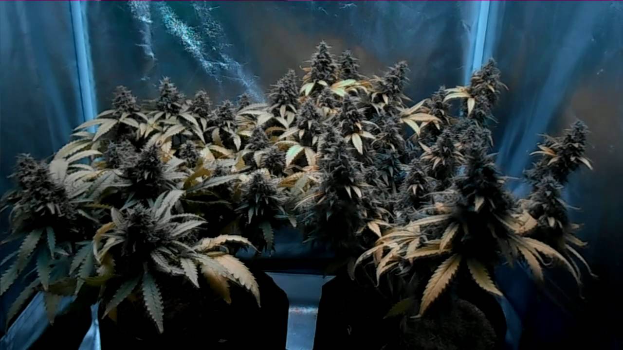 db003's - girl scout cookies auto -fast buds comp - coco - mars II 700 video update #9 final video
