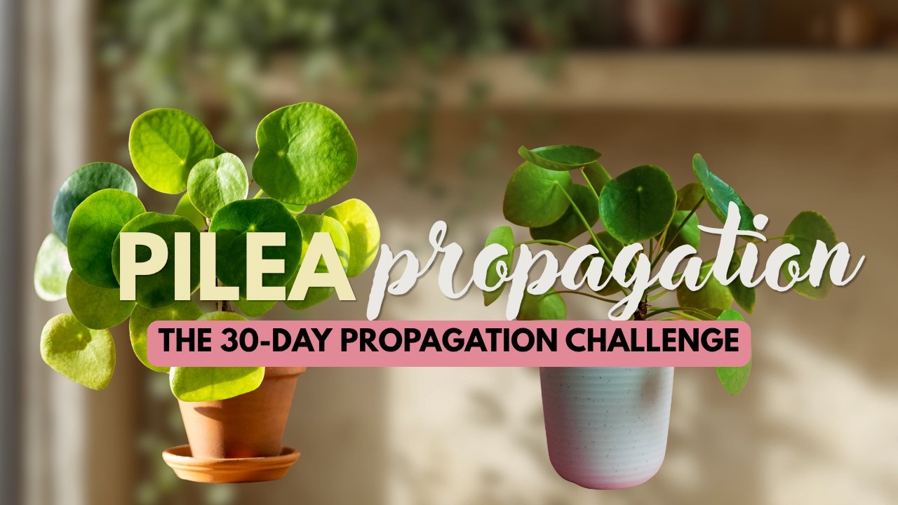 100 Days of Plant Propagation | Day 3: How to Propagate a Pilea (Beginner Friendly)