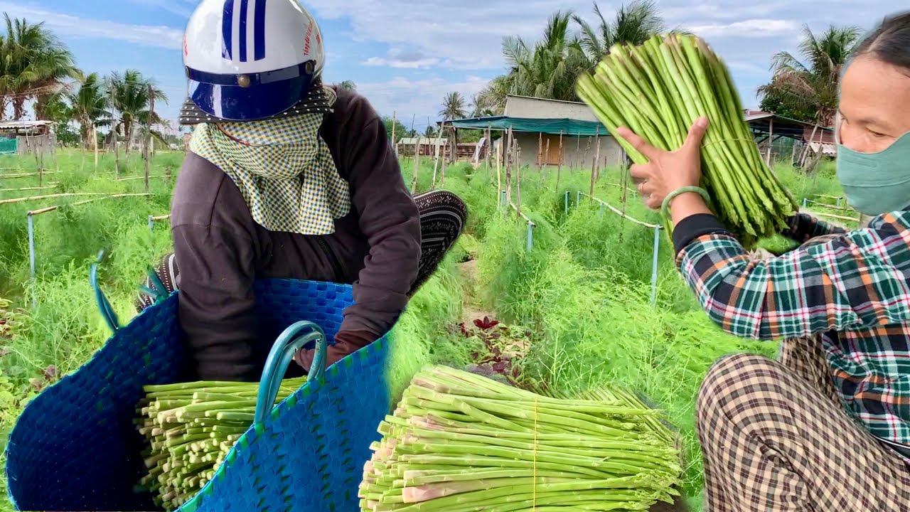 Thu hoạch MĂNG TÂY của nông dân Phan Rang
