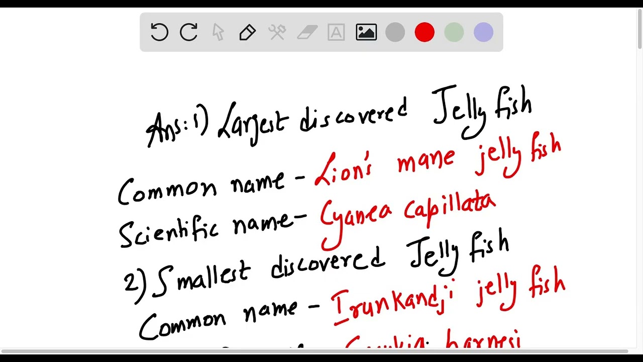 1. What is the Largest discovered Jellyfish? Give its Scientific Name and Common Name. 2. What is t…