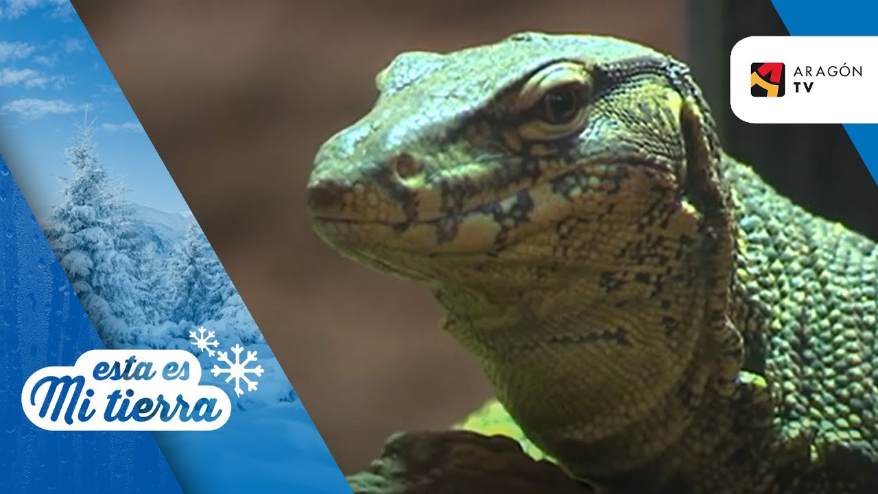 El Varanus Salvator, segundo lagarto más grande del mundo