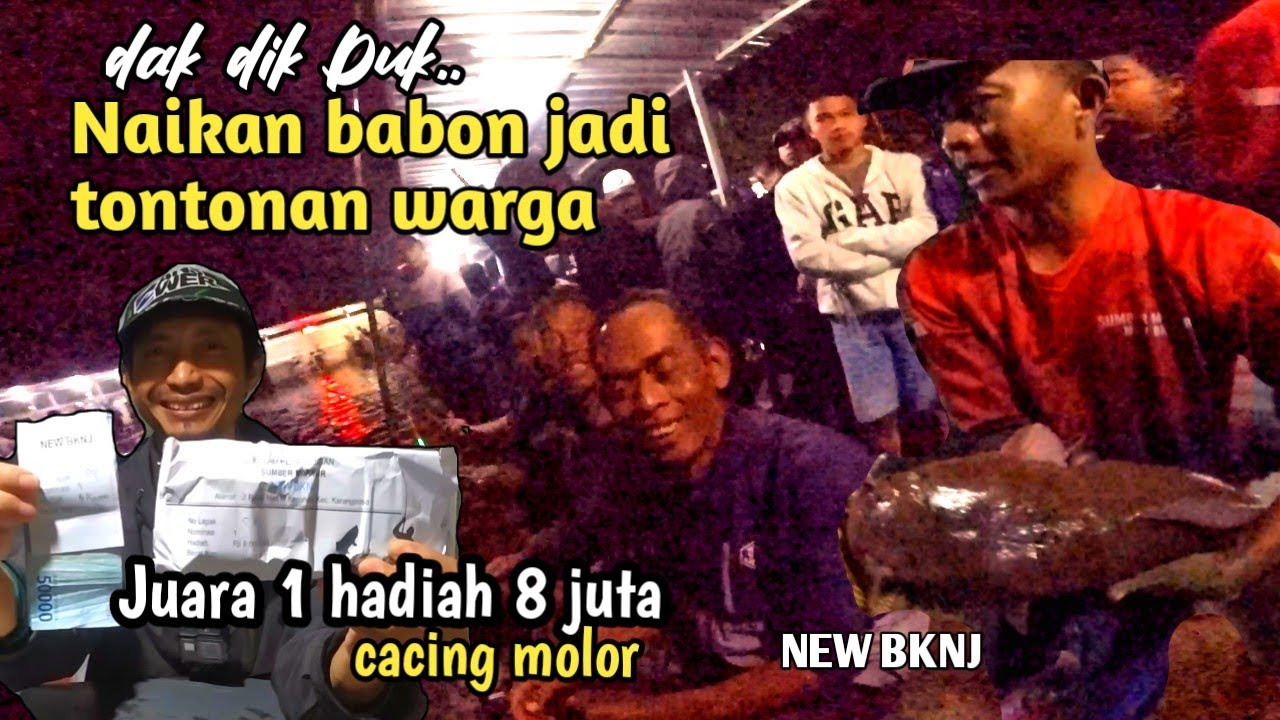 Rejeki nomplok 8 juta ditangan! Racikan cacing juara umpan lele