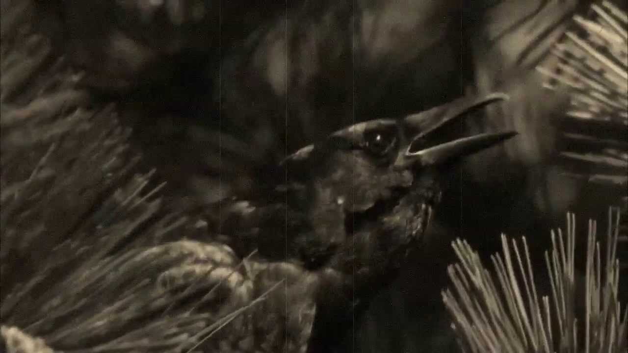 L'IMPERO DELLE OMBRE - Corvi Neri - OFFICIAL VIDEOCLIP * JOLLY ROGER RECORDS