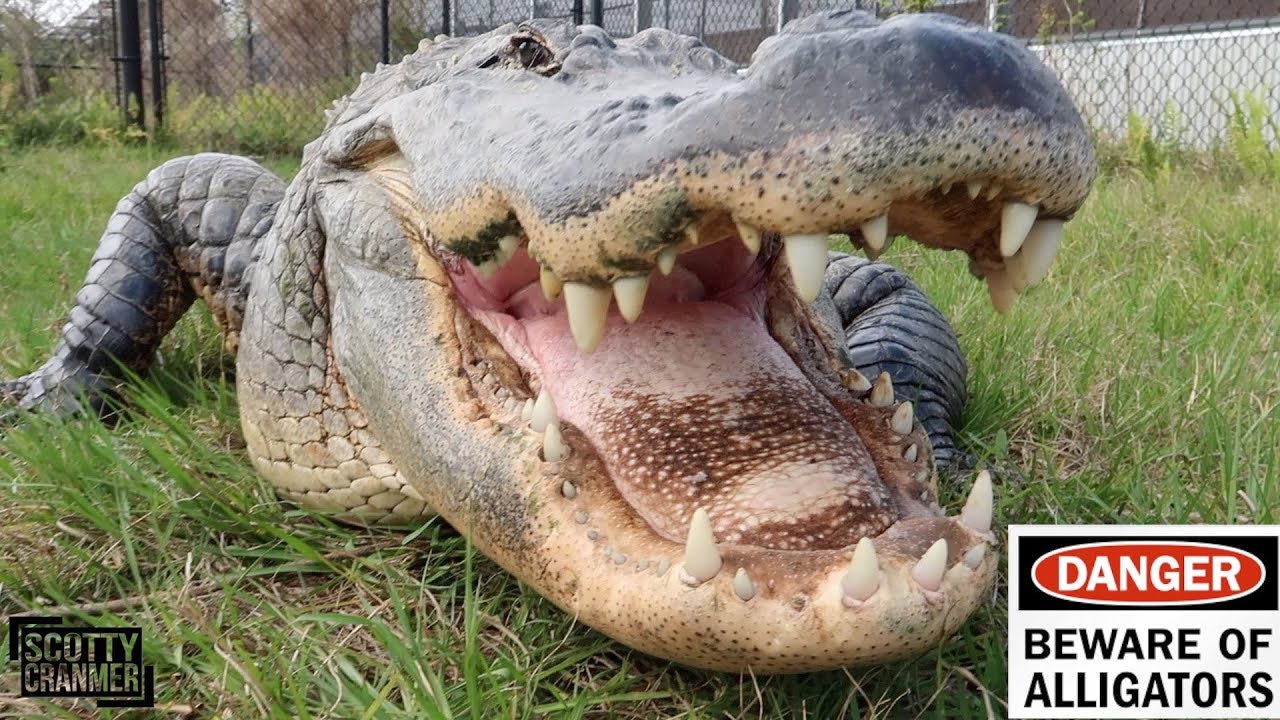 DANGEROUSLY CLOSE TO A 13 FOOT ALLIGATOR!