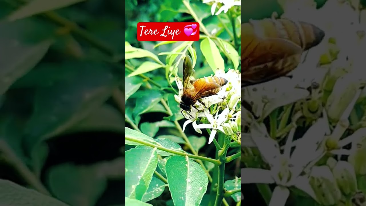 Tere Liye 💞 #shoets #trending #ytshorts #tereliye #music #musicvideo #viral #hindisong @TGhosh