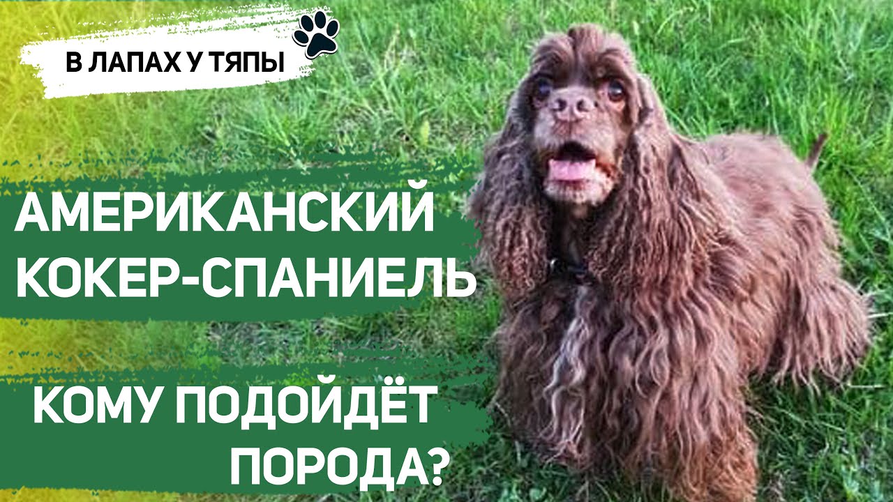 Порода американский кокер спаниель. Дружелюбная, подвижная, не для ленивых | Тяпа о породах собак