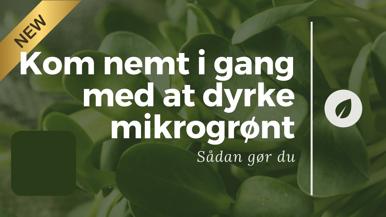 Minikursus: Kom nemt i gang med at dyrke mikrogrønt