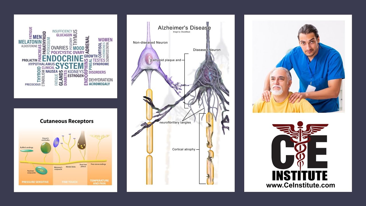 Massage Therapist Instructor Lecture of Geriatric Nervous & Endocrine Changes for Bodywork