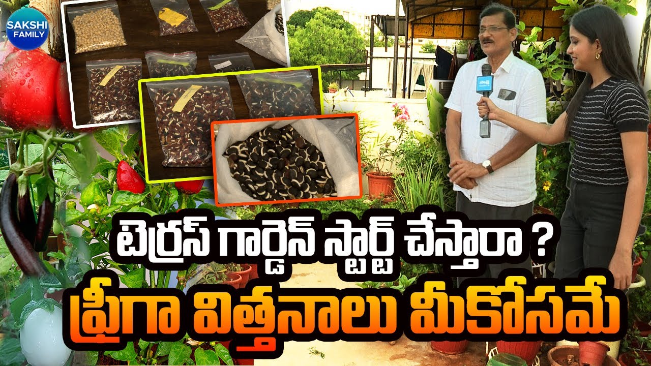 Terrace Gardening | Want To Start A Terrace Garden? | Free Seeds For You @Sakshitvfamily ​
