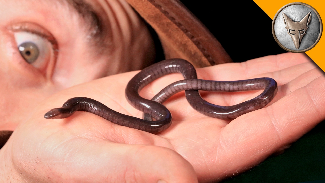 NOT A WORM?!?
