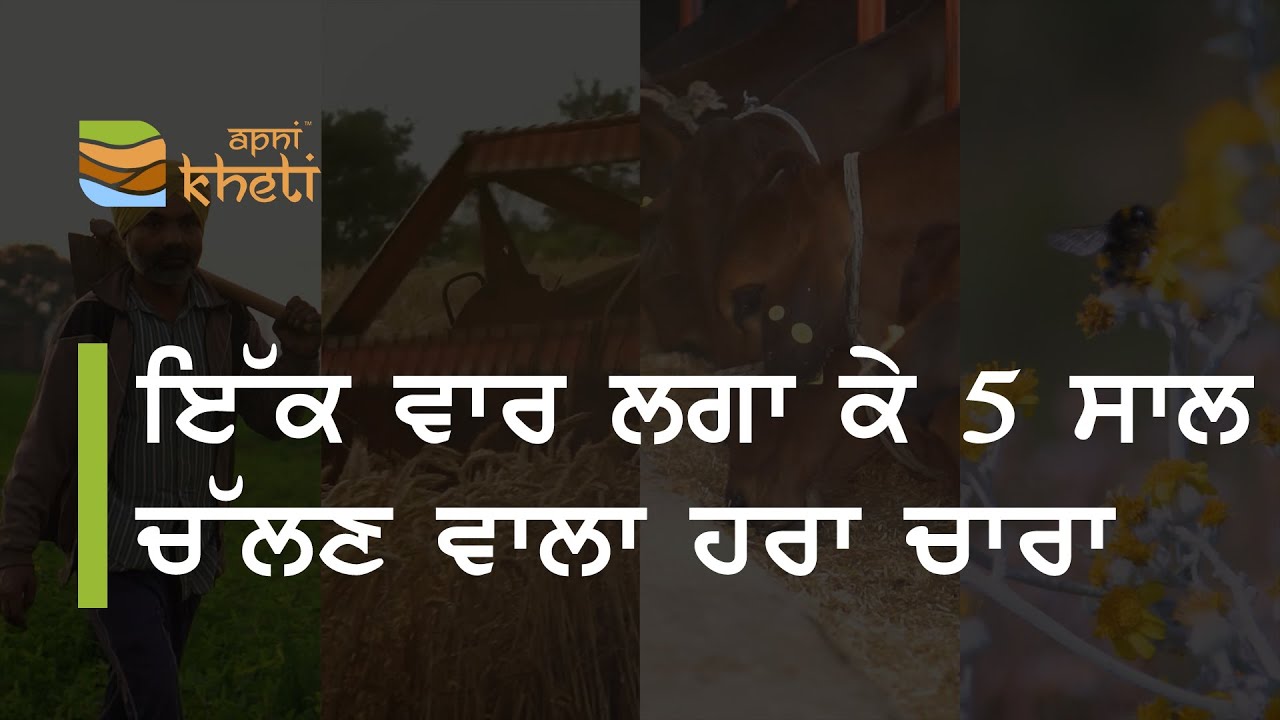 ਜਾਣੋਂ ਬਾਜਰੇ ਦੀ ਇਹ ਕਿਸਮ ਕਿਉਂ ਹੈ ਖਾਸ ?