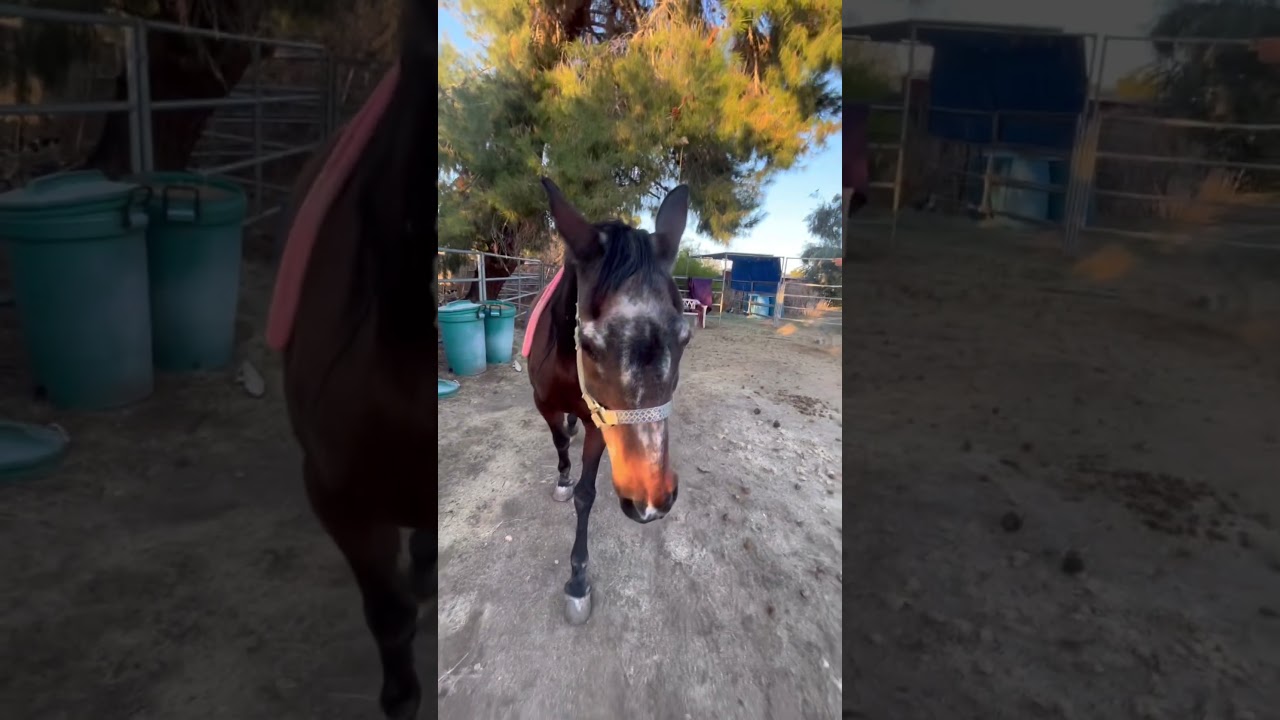 Annie is such a good horse