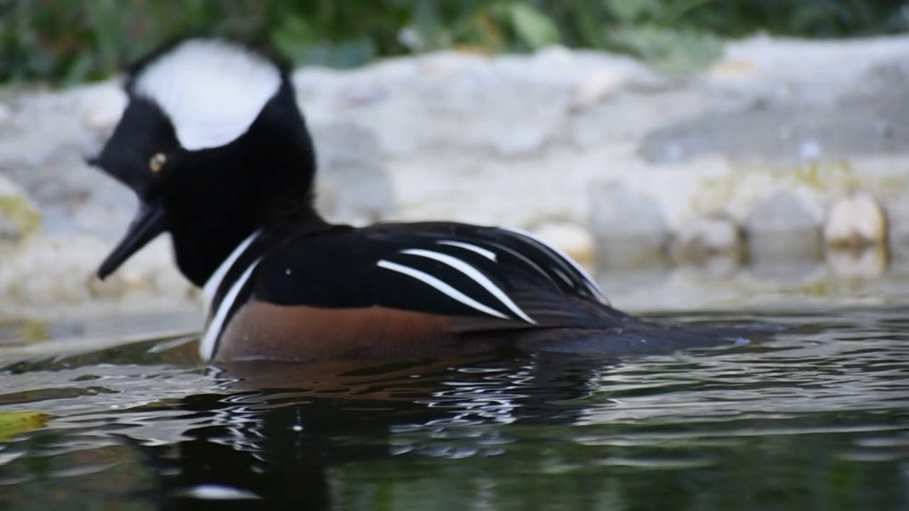 Hooded merganser courtship display
