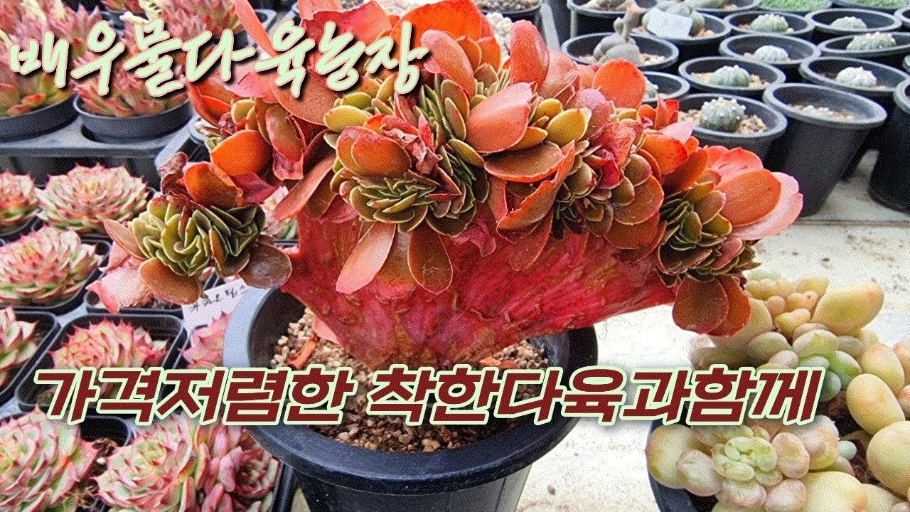 2/14)가격저렴한 착한다육과함께