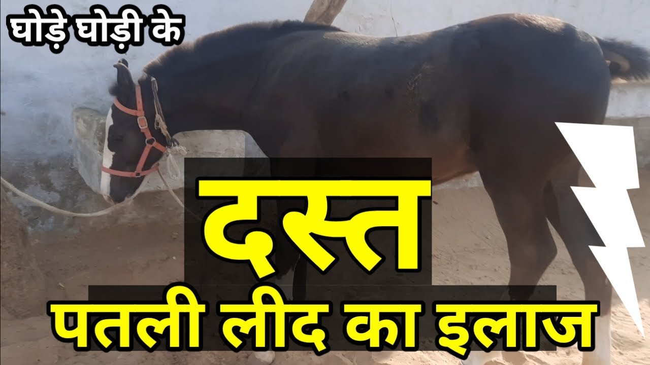 घोड़े को दस्त पतली लीद का इलाज horse having diarrhea / loose motion in horses D D Ramawat