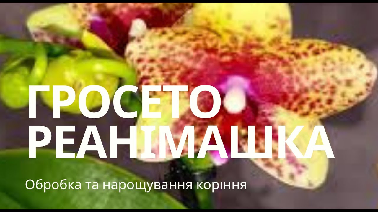 НЕ ВИКИДАЙТЕ ТАКІ ОРХІДЕЇ!!! Орхідея реанімашка, нарощування коріння у орхідеї Гросето