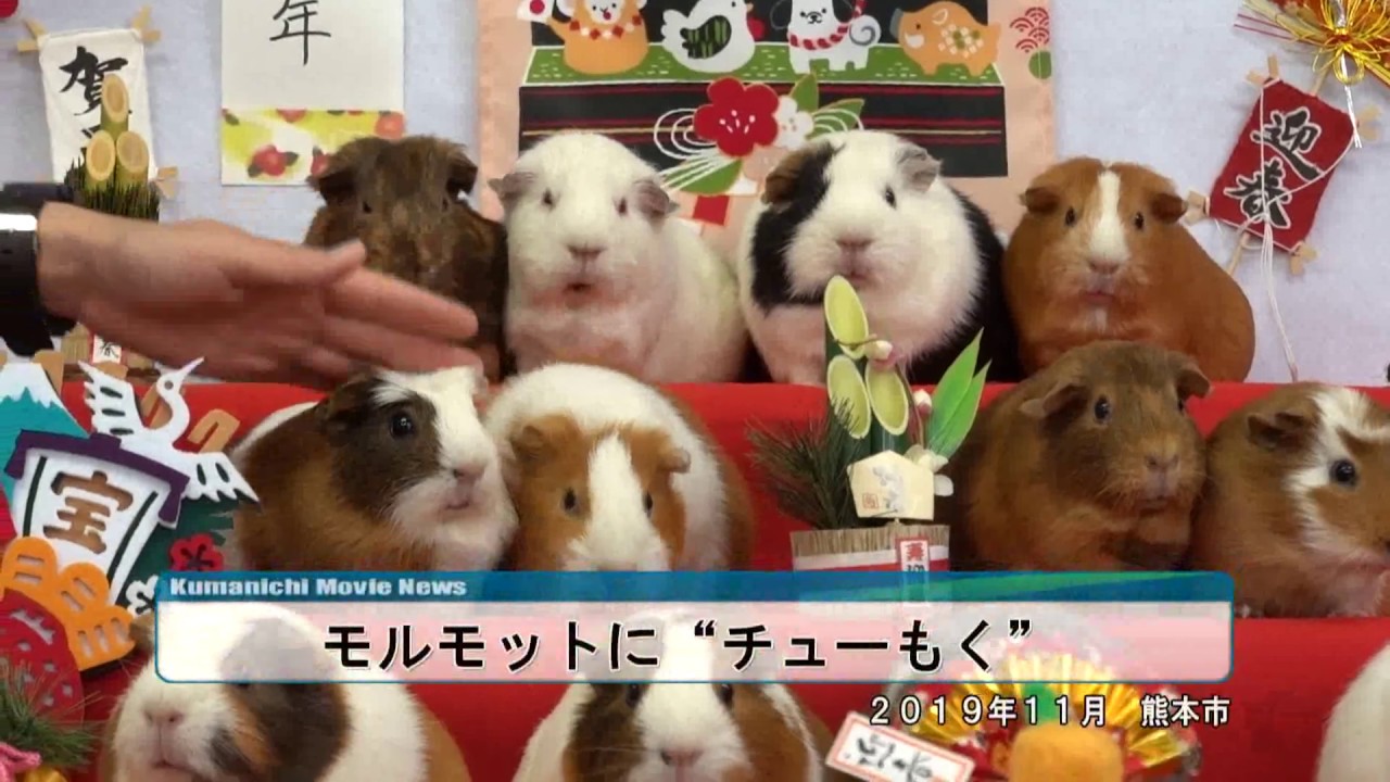 モルモットに“チューもく”