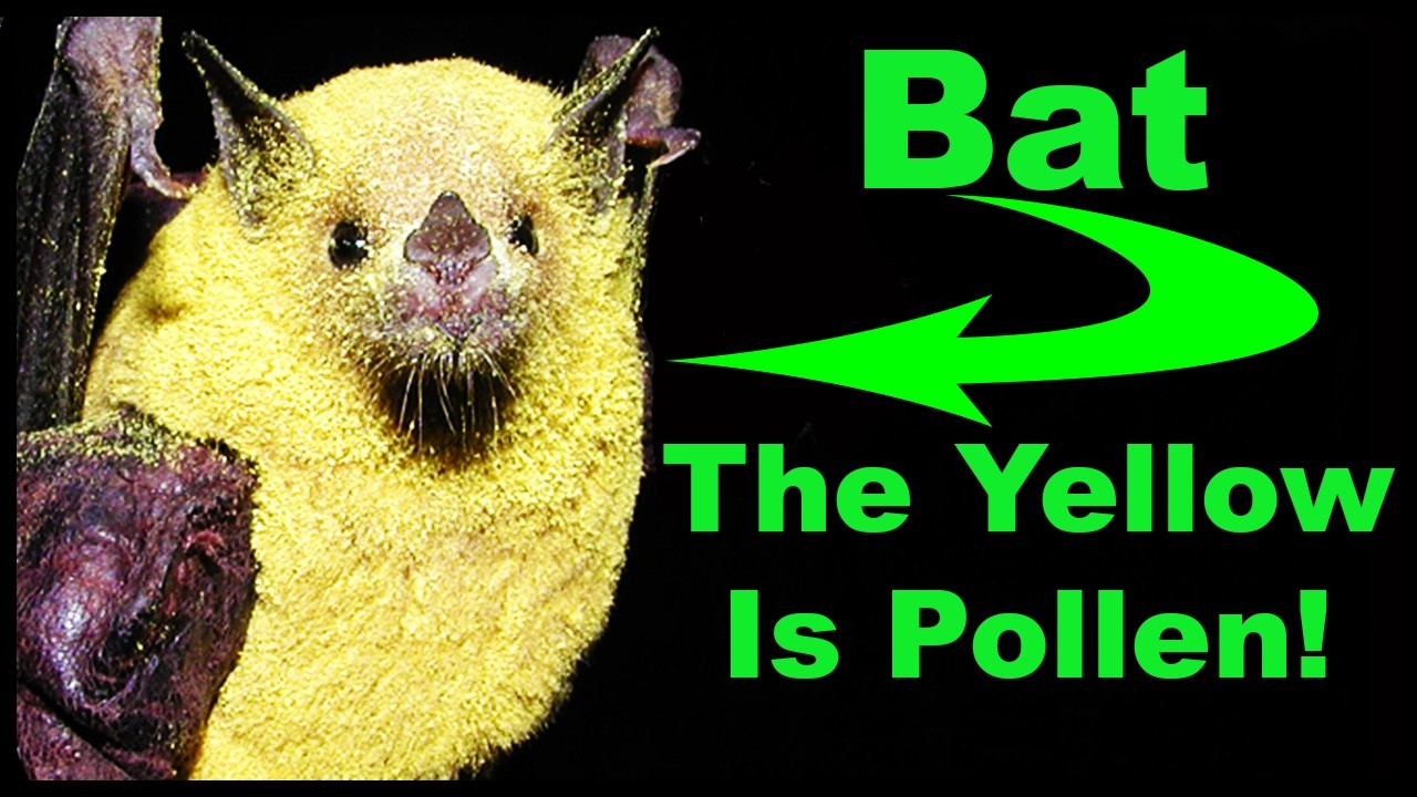 These Plants Are Your Allergy Enemies! (But I Still LOVE them)