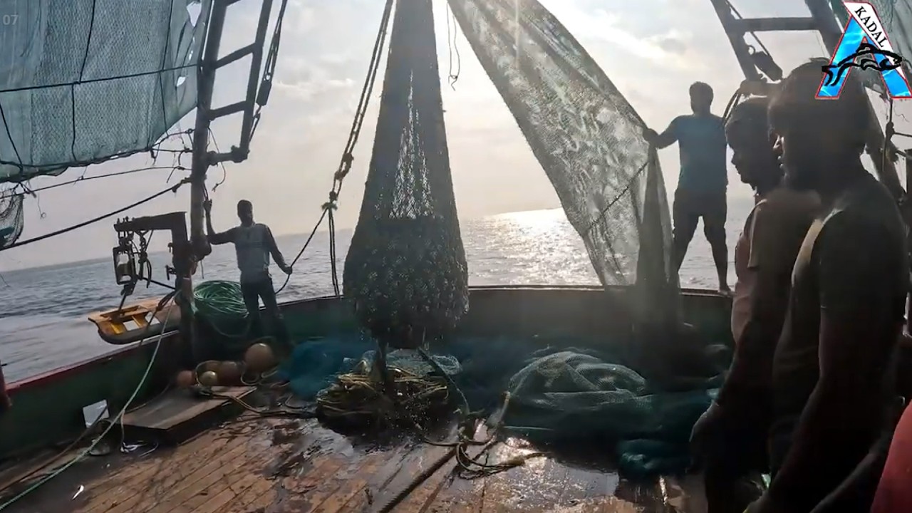 “Ocean Harvest 🐟 | Sardine Catch in One Big Net” | “Deep Sea Treasure 🐠 | Huge Sardine Catch on Boat