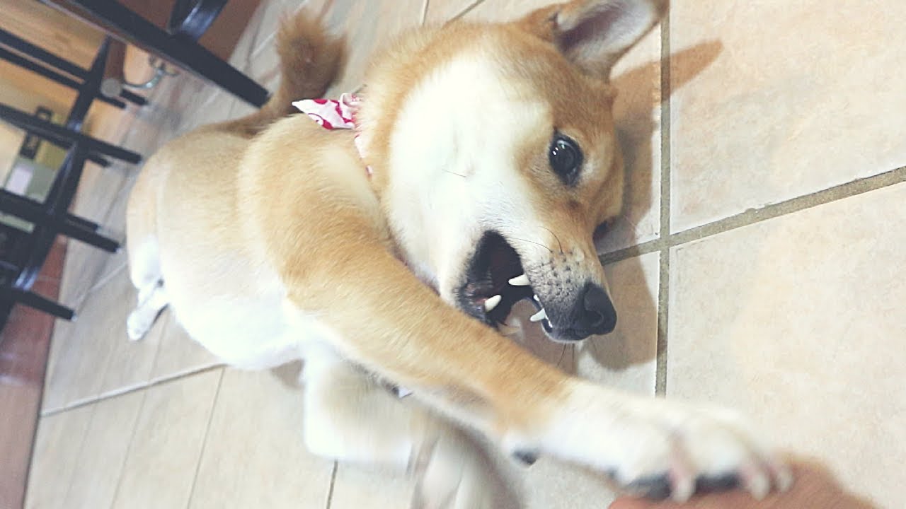Mildly Annoying my Shiba Inu | NOSE BOOP!