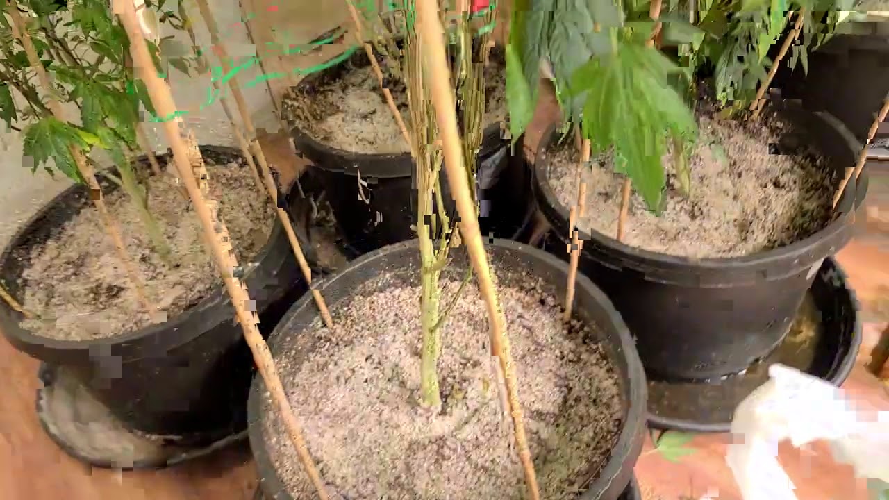 2 WEEKS OF FLOWER UPDATE AND THE REQUIRED MAINTENANCE !! (18+)