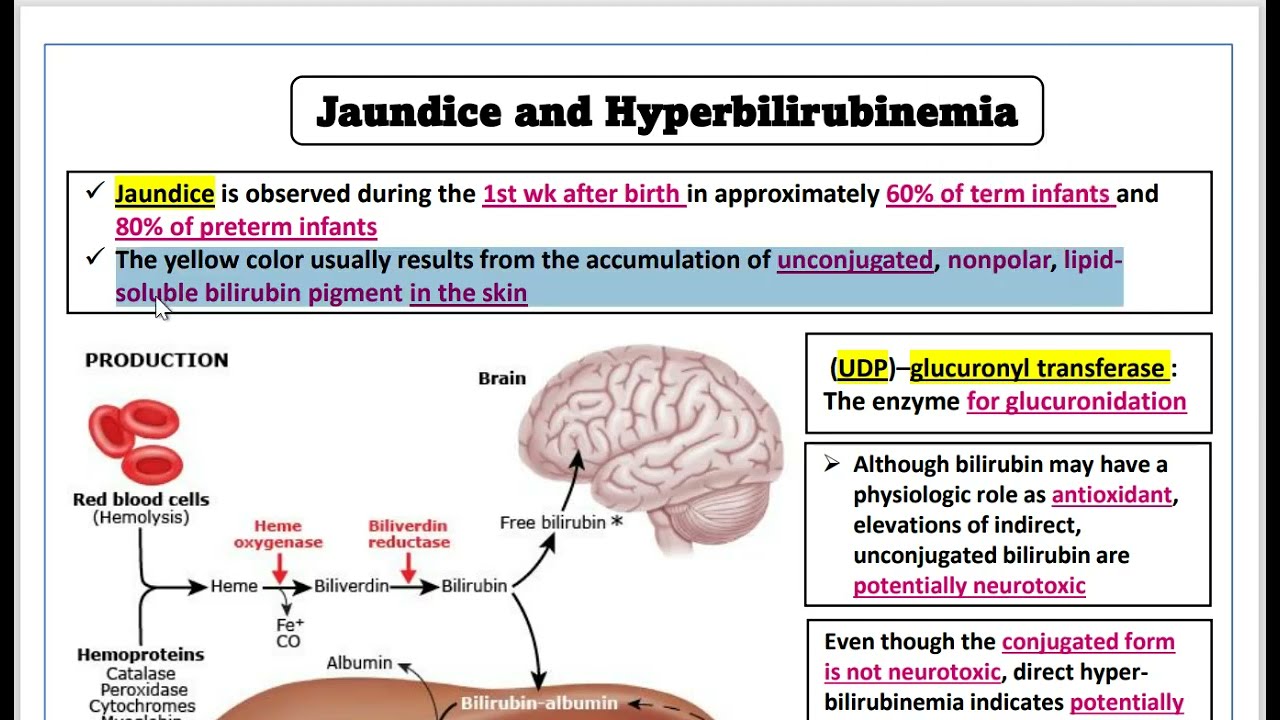 Neonatal hyperbilirubinemia  الصفرا في حديثي الولادة