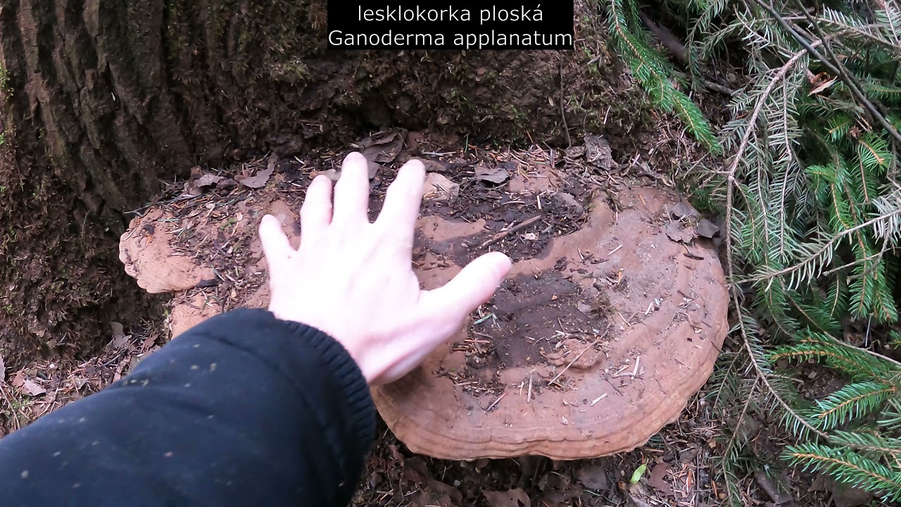 Гигантская Ganoderma applanatum и весенние грибы