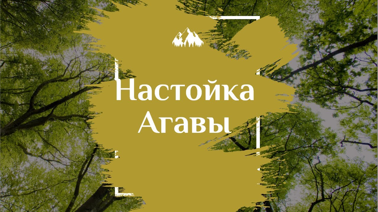 Настойка агавы. Применение и лечение. Agave Tincture