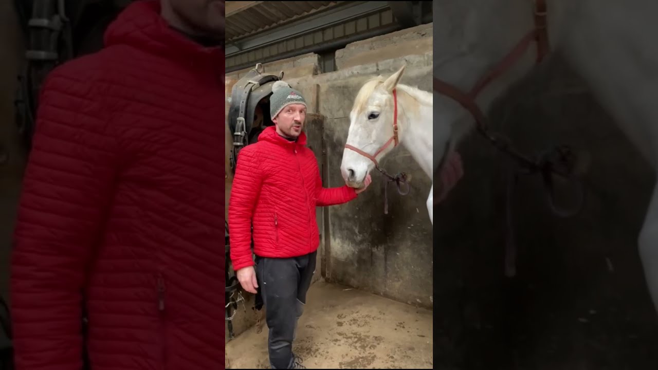 How to measure your horse or pony. How to find the withers on your horse