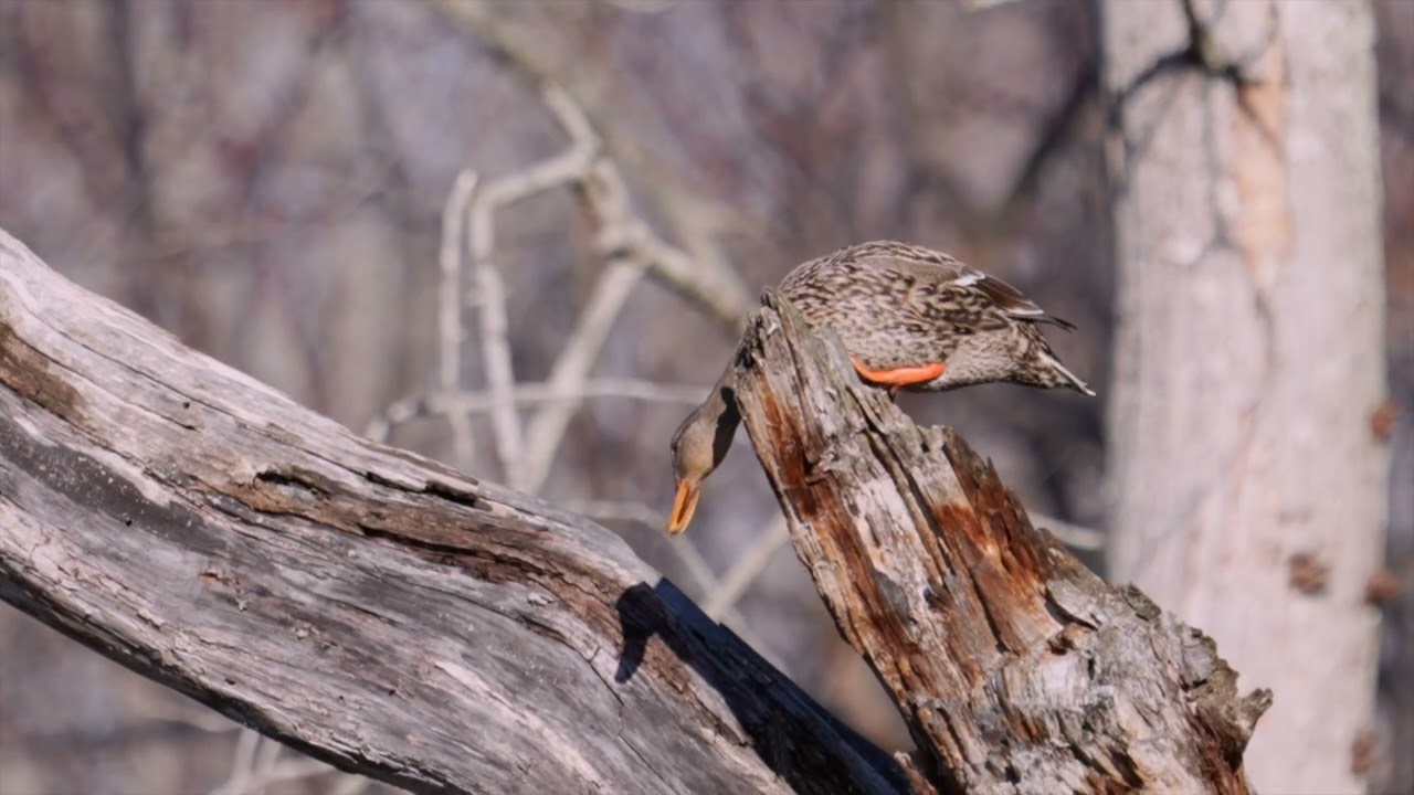 Mallard