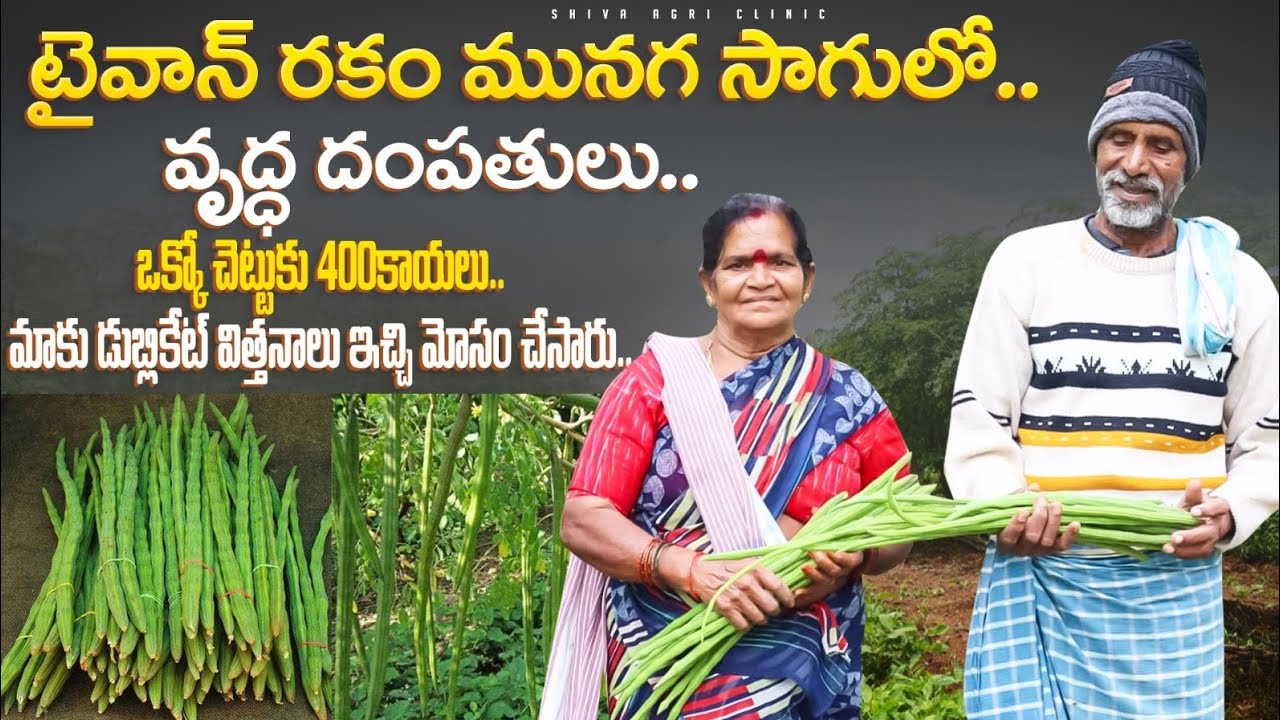 Drum Stick Farming By Old Farmers | తైవాన్ మునగ సాగు బాగుంది | Moringa Farming | Shiva Agri Clinic