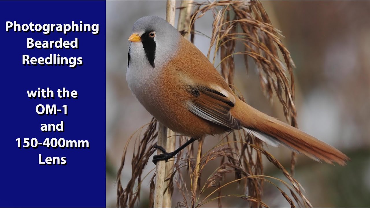 Using the OM-1 and the 150-400mm lens to film and photograph the beautiful Bearded reedling