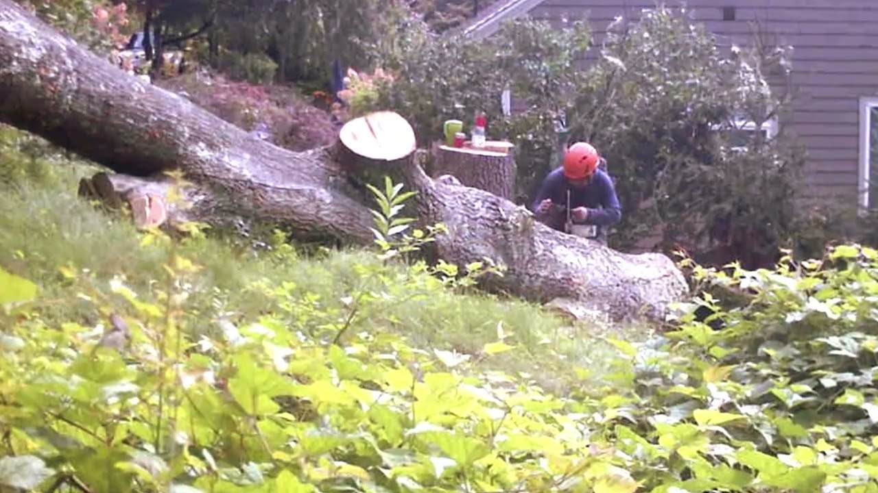 Evarts Tree Service Part 9D #treebiz #treecutting #arblife