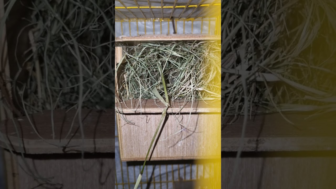 zebra finch nest building  #viralarchitectural bird #architecture #design #birds  #finch