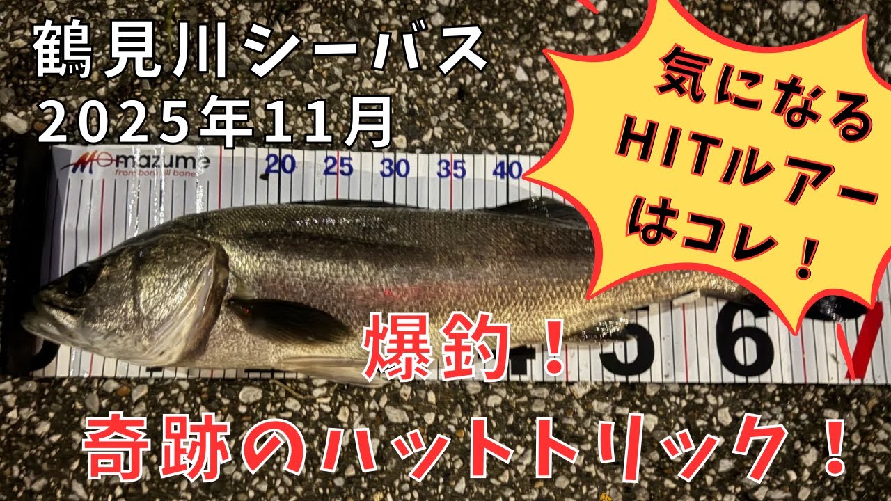 鶴見川シーバス11月 爆釣！奇跡のハットトリック！
