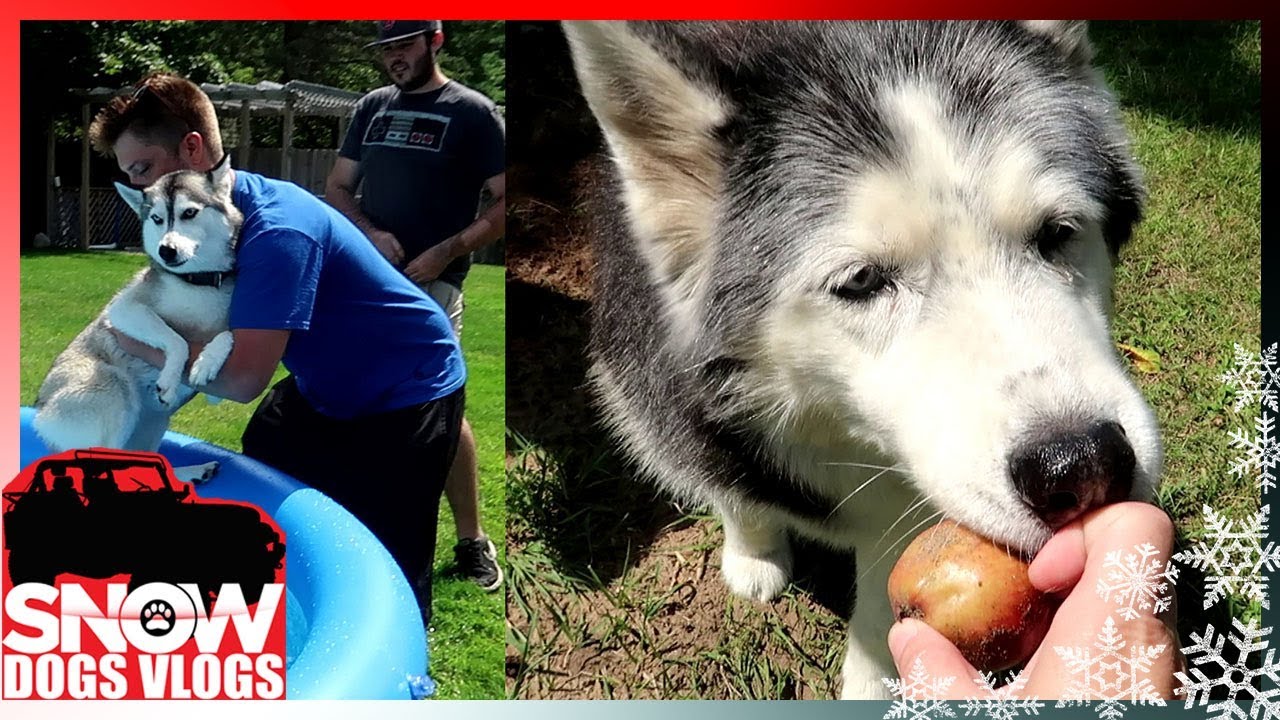 A DIRTY APPLE and Visitors